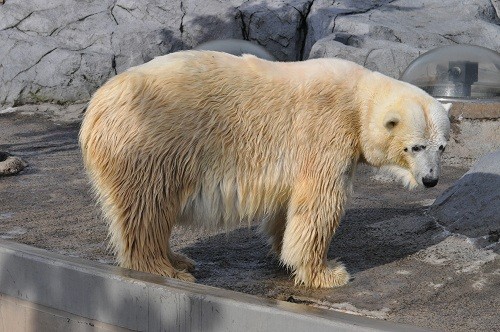 １１月３日　旭山動物園　ホッキョクグマの午前