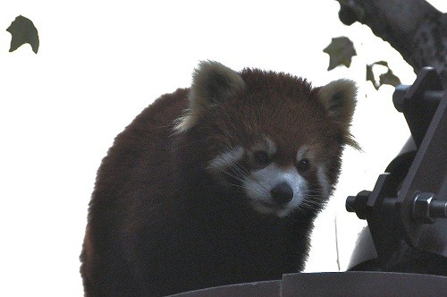 １０月２８日　旭山動物園　レッサーパンダ