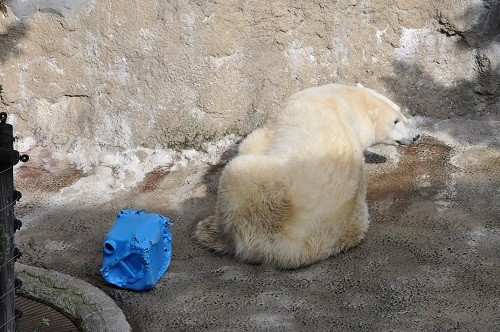 １１月３日　旭山動物園　ホッキョクグマ　サツキのもぐもぐタイム