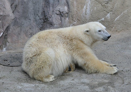 １１月３日　旭山動物園　ホッキョクグマの午後