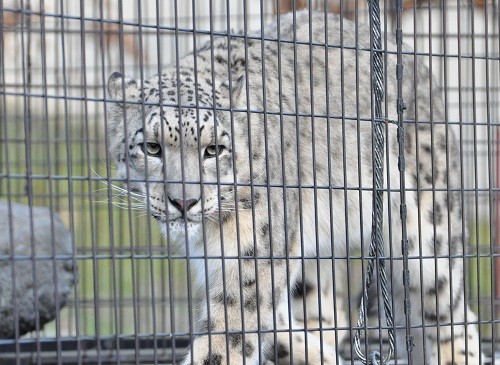 １１月３日　旭山動物園　若いネコ達