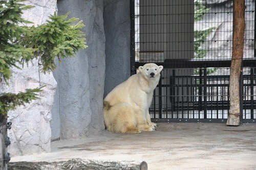 １１月１８日　旭山動物園　ホッキョクグマ　ピリカ１