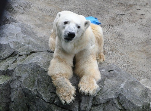 １１月１８日　旭山動物園　ホッキョクグマ　イワン