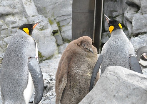 １１月１８日　旭山動物園　キングペンギンのヒナ