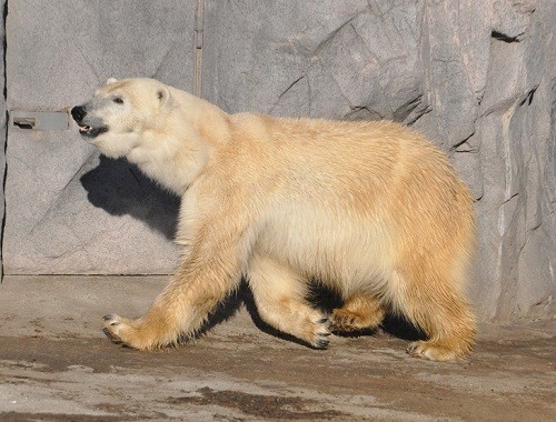 １１月２８日　旭山動物園　ソワソワするピリカ　のんびりイワン