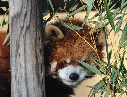 １１月２８日　旭山動物園　レッサーパンダの朝朝(チャオチャオ)