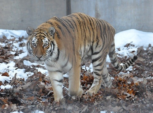 １１月２８日　旭山動物園　アムールトラ　のん