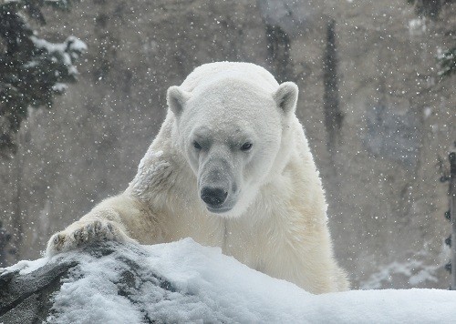 １２月１日　旭山動物園　ホッキョクグマの朝