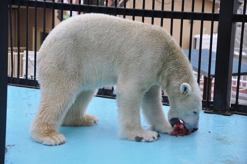 １２月３日　おびひろ動物園　ホッキョクグマ　イコロ・・・１