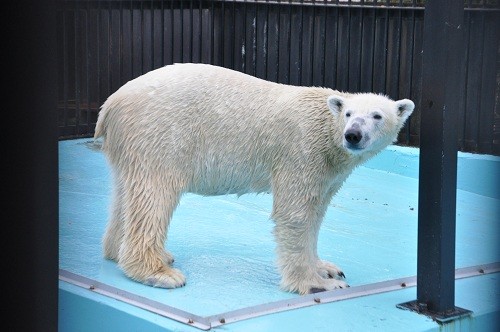 １２月３日　おびひろ動物園　ホッキョクグマ　イコロ・・・２