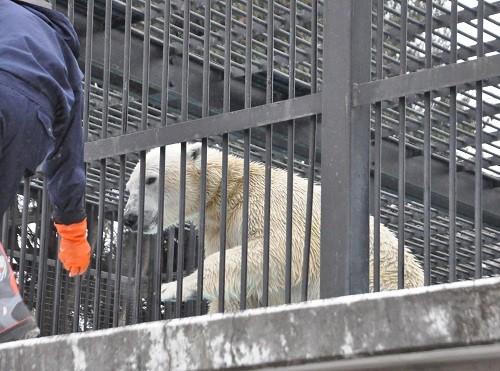 １２月３日　おびひろ動物園　ホッキョクグマ　イコロ・・・３(最終回)