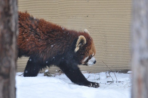 １２月１日　旭山動物園　レッサーパンダ　朝朝