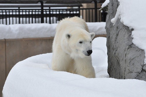 １２月６日　旭山動物園　ホッキョクグマ　ピリカ１