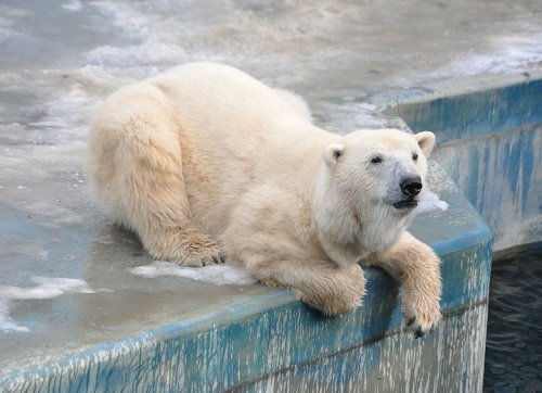 １２月１１日　釧路市動物園　ツヨシの８歳のお誕生日会・・・２