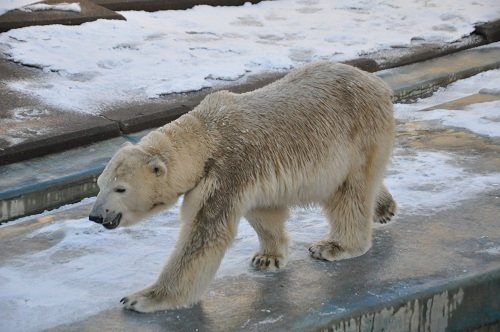 １２月１１日　釧路市動物園　閉園時間直前のツヨシ