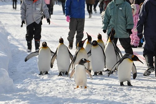 １２月１４日　旭山動物園　ペンギンの散歩・・・写真編