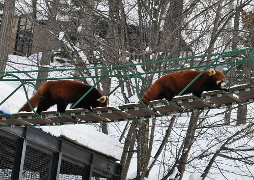 １２月１４日　旭山動物園　レッサーパンダ