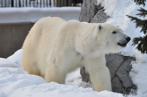 １２月１４日　旭山動物園　ホッキョクグマ　閉園前のピリカ