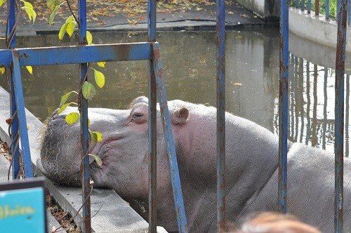 訃報・・・旭山動物園　カバ　ゴン