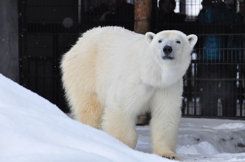 １２月２８日　旭山動物園　ホッキョクグマ　ピリカ