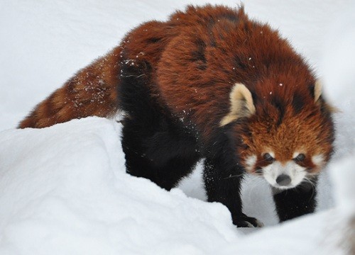 １２月２８日　旭山動物園　レッサーパンダ