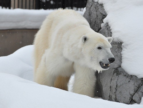 １２月２８日　旭山動物園　閉園時間直前のピリカと、ちょっとだけイワン