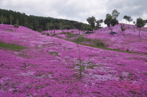 たきのうえ「2012芝ざくら開花クイズ」募集開始！！