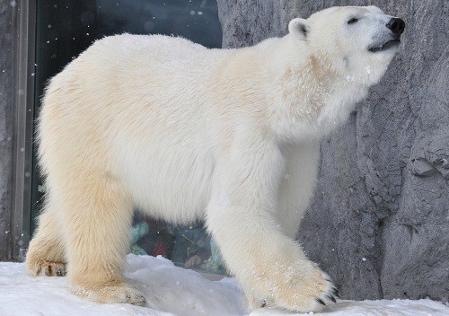 １月９日　旭山動物園　ルルとサツキ・・・ちょっとだけピリカ