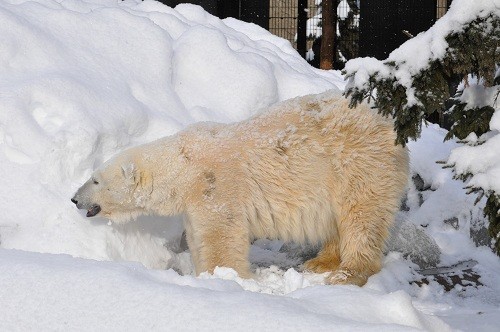 １月９日　旭山動物園　ホッキョクグマ　マイペースなメスたち