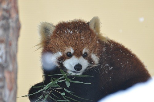 １月９日　旭山動物園　レッサーパンダ　お食事中のニャンニャン