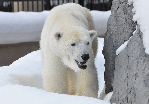 １月９日　旭山動物園　ホッキョクグマ　１３：２０頃