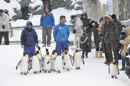 １月９日　旭山動物園　ペンギンの散歩・・・１