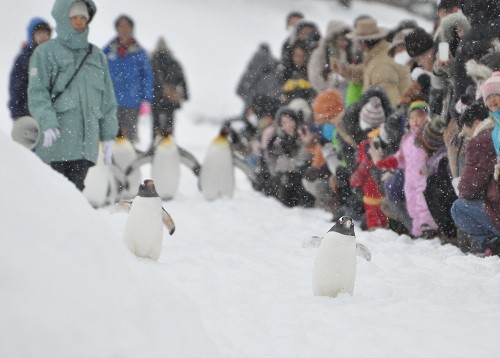 １月９日　旭山動物園　ペンギンの散歩・・・２