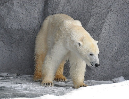 １月１３日　旭山動物園　ホッキョクグマ　朝一番のルルとピリカの続き