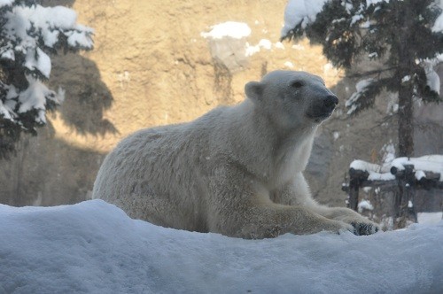 １月１３日　旭山動物園　ホッキョクグマ　サツキのもぐもぐタイム