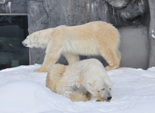 １月１３日　旭山動物園　ホッキョクグマ　お昼前のルルとピリカ