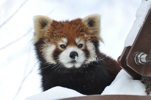 １月１３日　旭山動物園　レッサーパンダ　ノノとニャンニャン