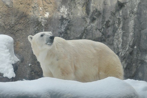 １月１３日　旭山動物園　ホッキョクグマ　イワンのもぐもぐタイム