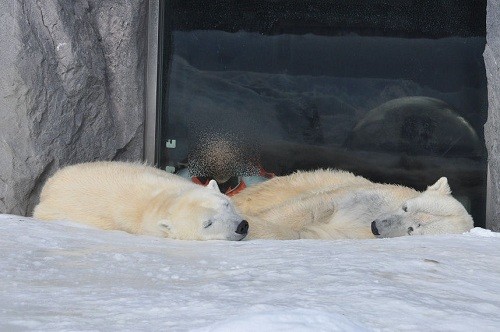 １月２６日　旭山動物園　ホッキョクグマ　添い寝するルルとピリカ