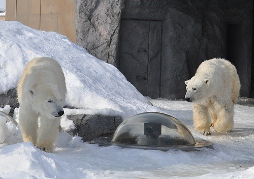 １月２６日　旭山動物園　ホッキョクグマ　じゃれ合うルルとピリカ