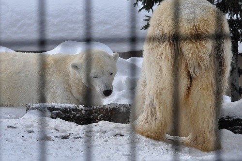 １月３１日　旭山動物園　ホッキョクグマ　雪を掘るルルとピリカ