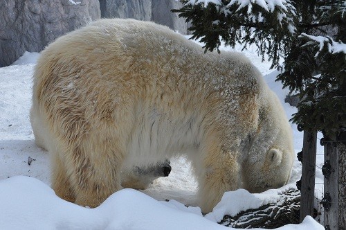 １月３１日　旭山動物園　ホッキョクグマ　じゃれ合うルルとピリカ