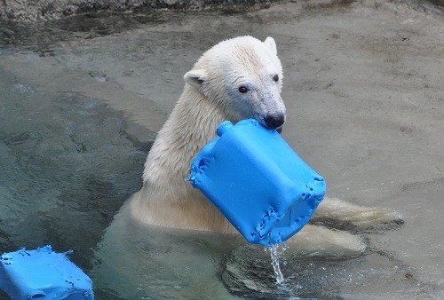 １月３１日　旭山動物園　ホッキョクグマ　ポリタンクで遊ぶサツキ