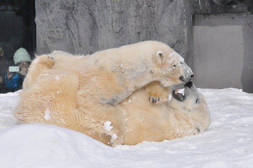 １月３１日　旭山動物園　ホッキョクグマ　じゃれ合うルルとピリカ２