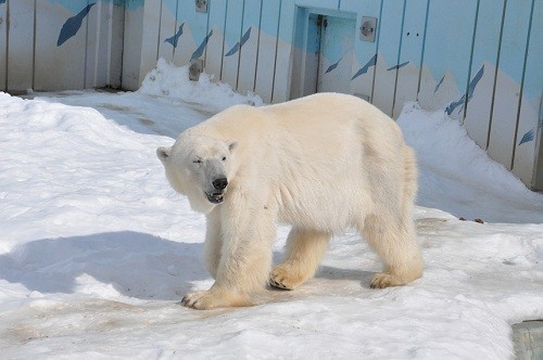 ２月１２日　釧路市動物園　ホッキョクグマ　ツヨシ