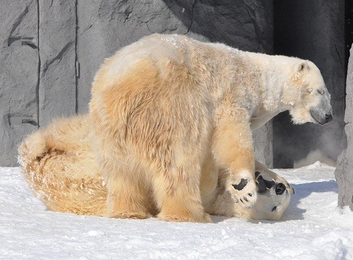 ２月１６日　旭山動物園　ホッキョクグマ　ルルとピリカ１