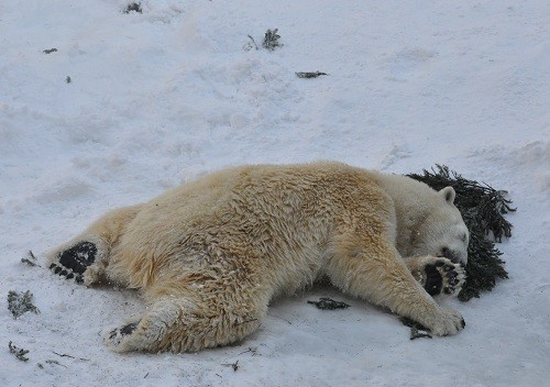 ２月１６日　旭山動物園　ホッキョクグマ　サツキの松の木遊び