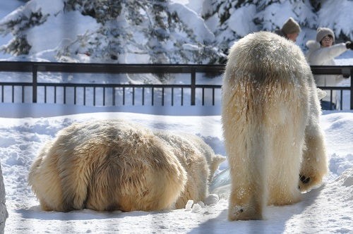 ２月１６日　旭山動物園　ホッキョクグマ　ルルとピリカ２