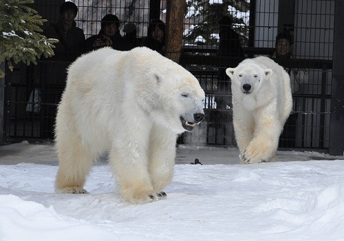 ２月２６日　旭山動物園　ホッキョクグマ　サツキとピリカ１