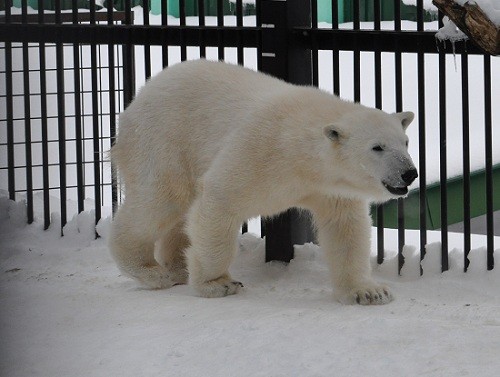 ２月２５日　おびひろ動物園　ホッキョクグマの朝